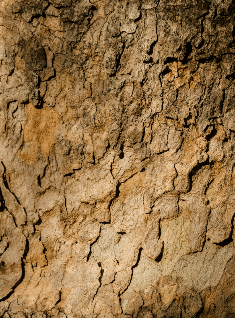 a close up of a tree bark texture