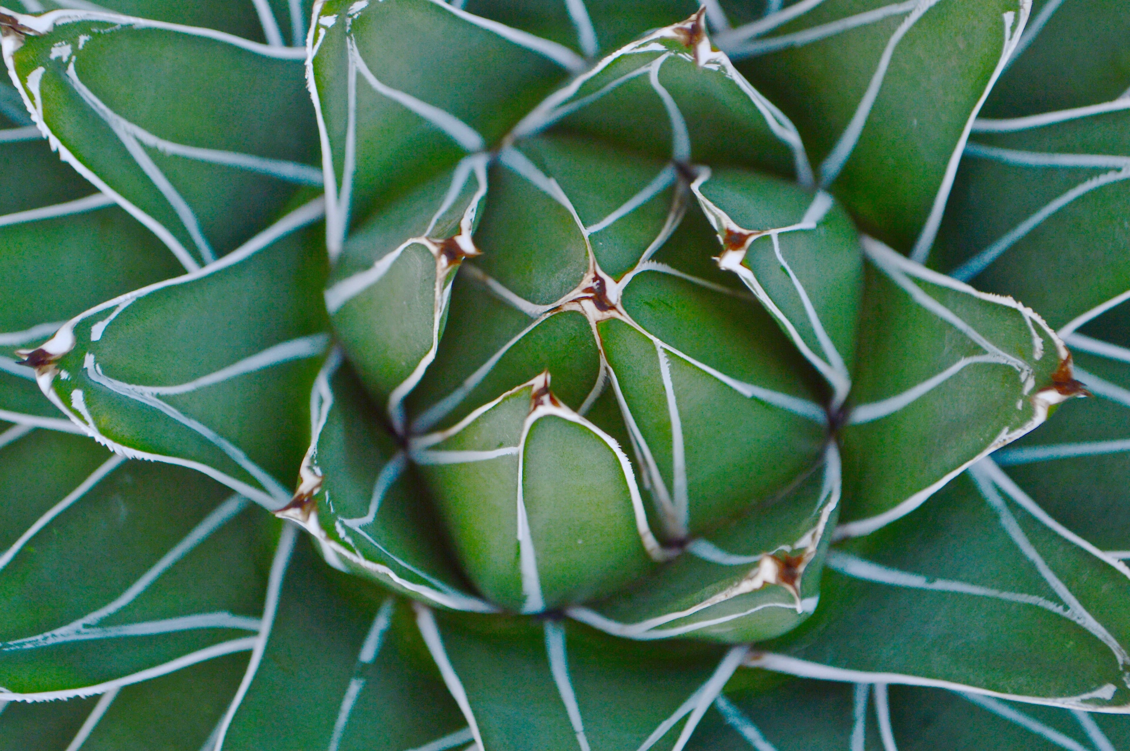 unfolding plant