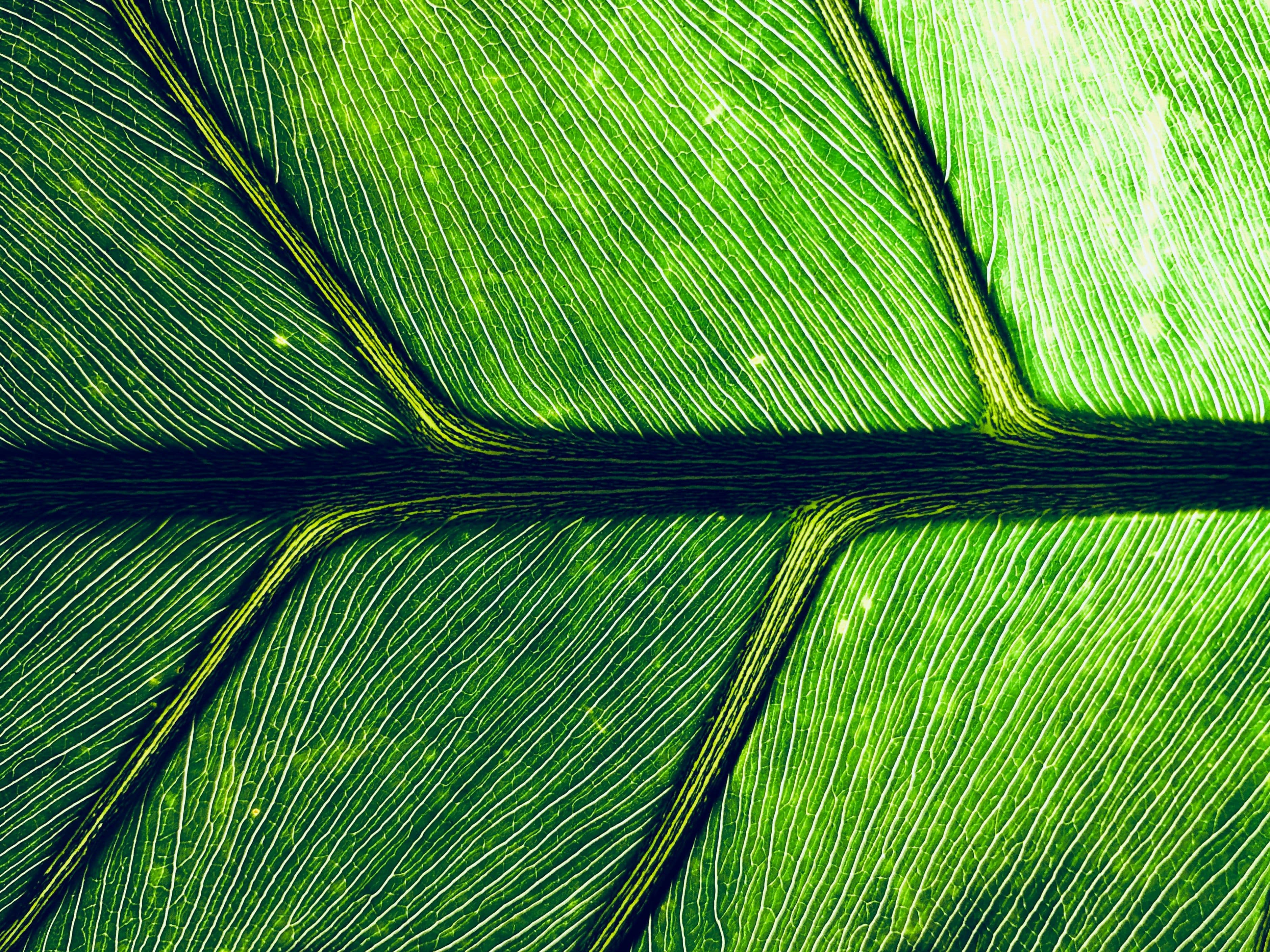 lines on a leaf